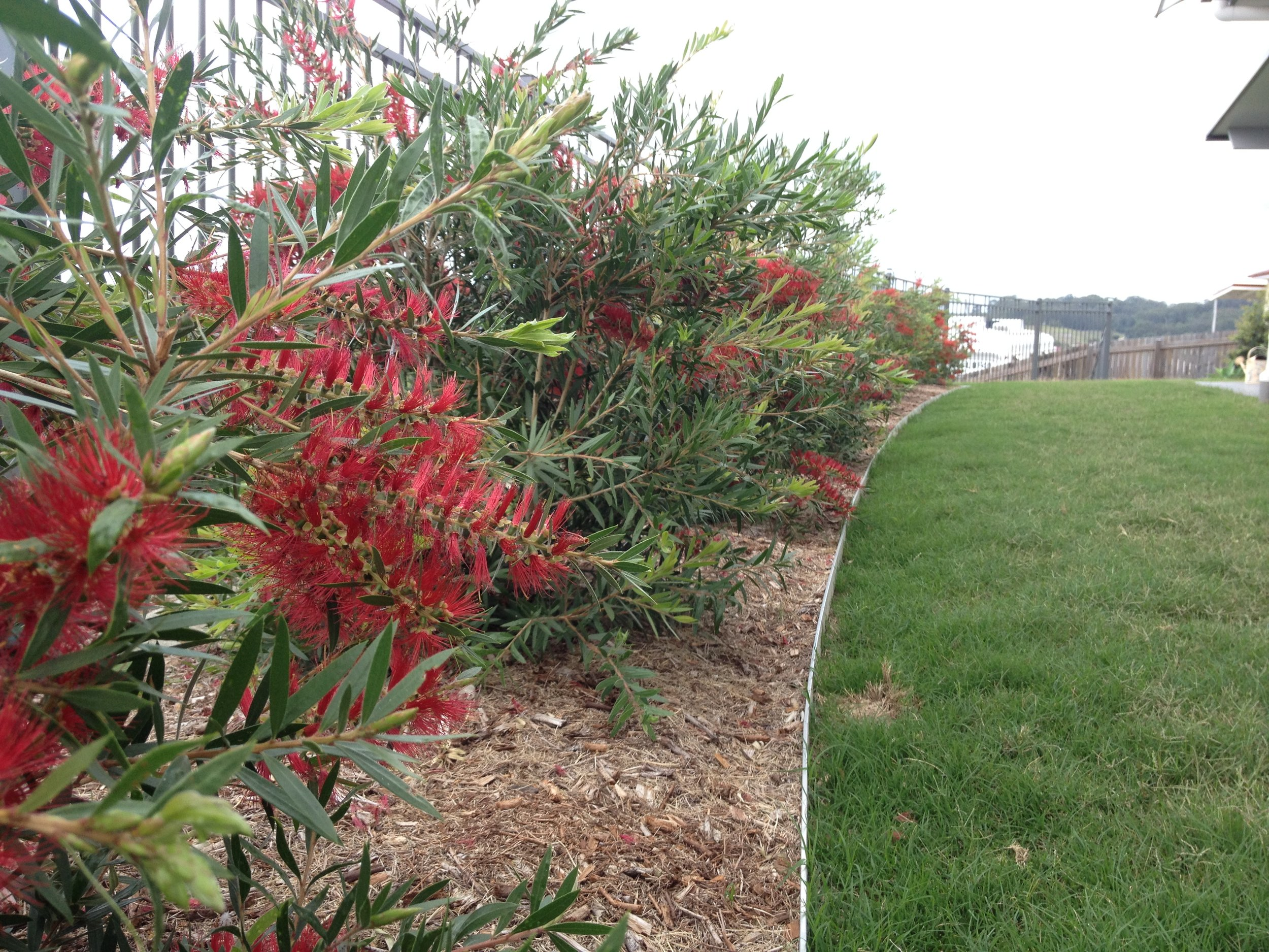Image of a Regenerative Native Urban Garden