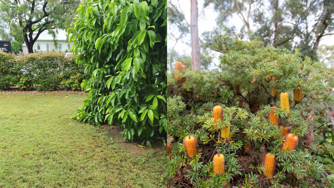 An image depicting a Regenerative Garden